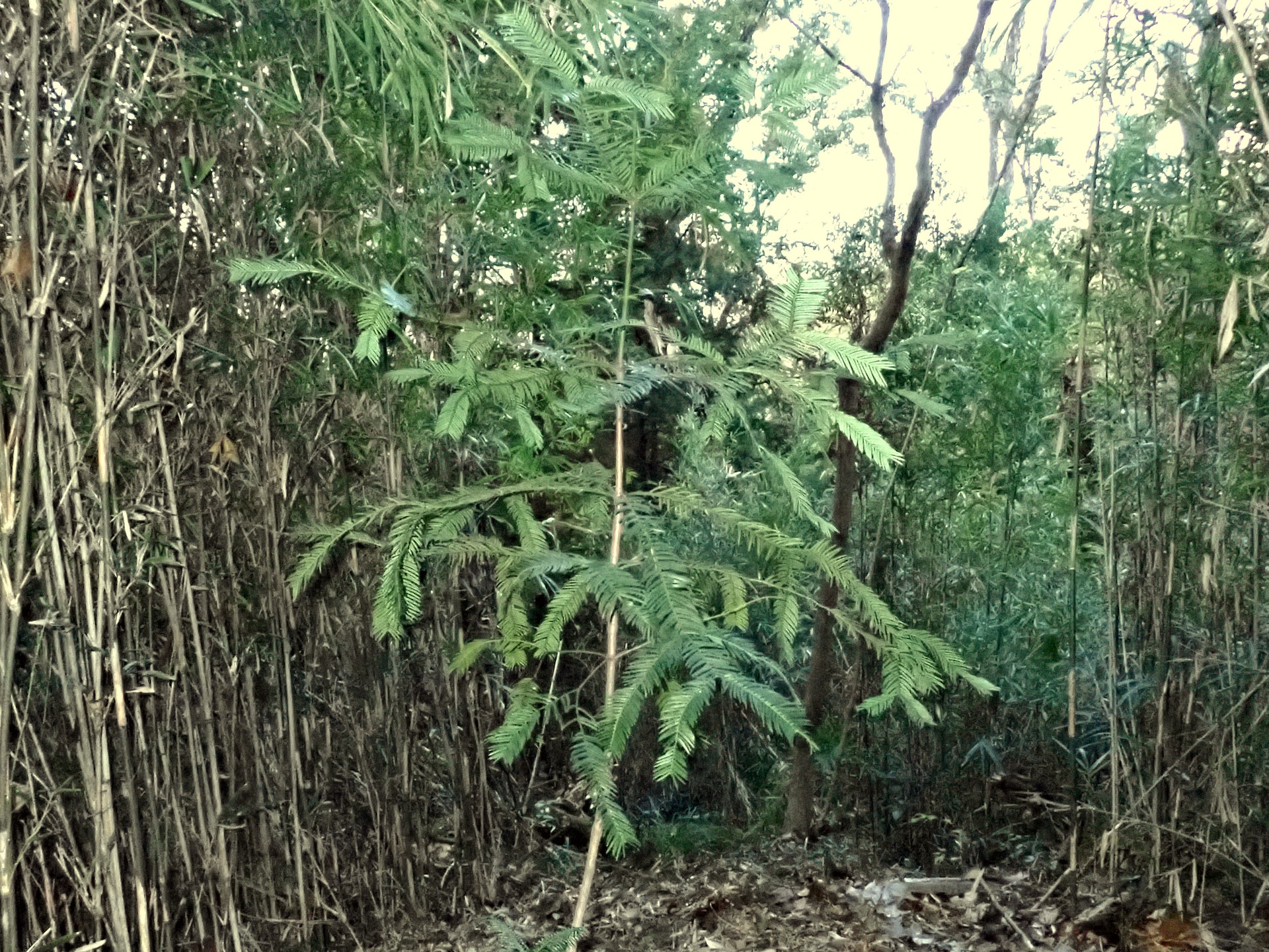 イヌガヤ の高画質写真です。横浜市で、2024年11月27日に撮影したものです。