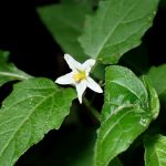 イヌホオズキ の高画質写真です。横浜市で、2024年11月13日に撮影したものです。