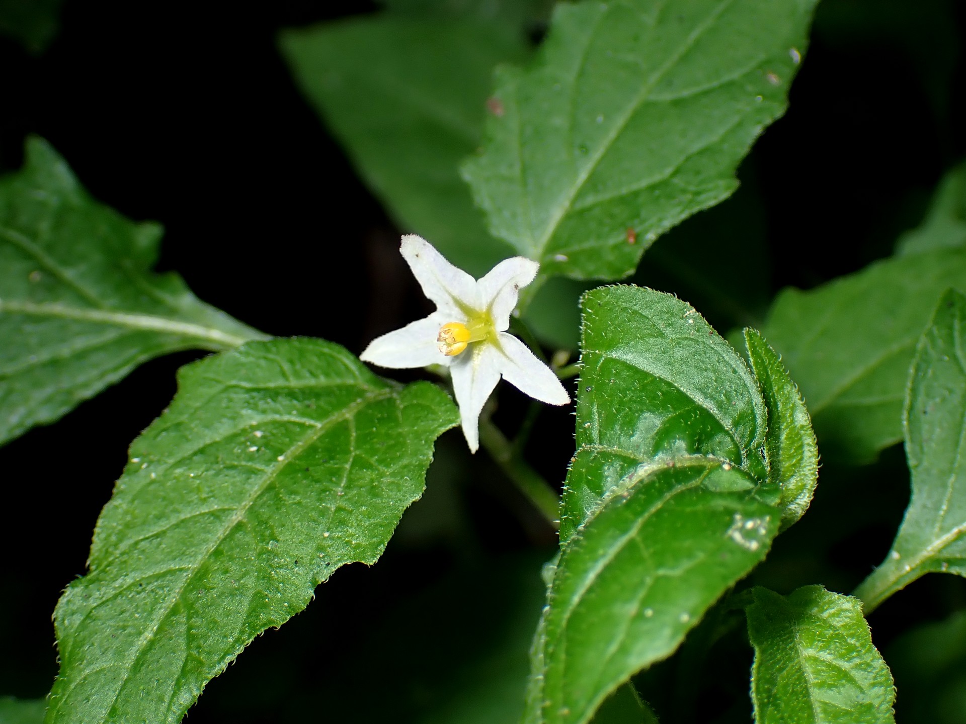 イヌホオズキ の高画質写真です。横浜市で、2024年11月13日に撮影したものです。