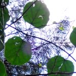 キジョラン の高画質写真です。横浜市で、2024年11月29日に撮影したものです。