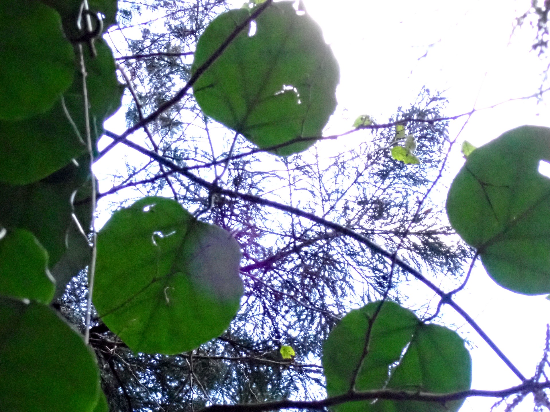 キジョラン の高画質写真です。横浜市で、2024年11月28日に撮影したものです。