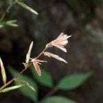 キッコウハグマ の高画質写真です。横浜市で、2024年11月7日に撮影したものです。