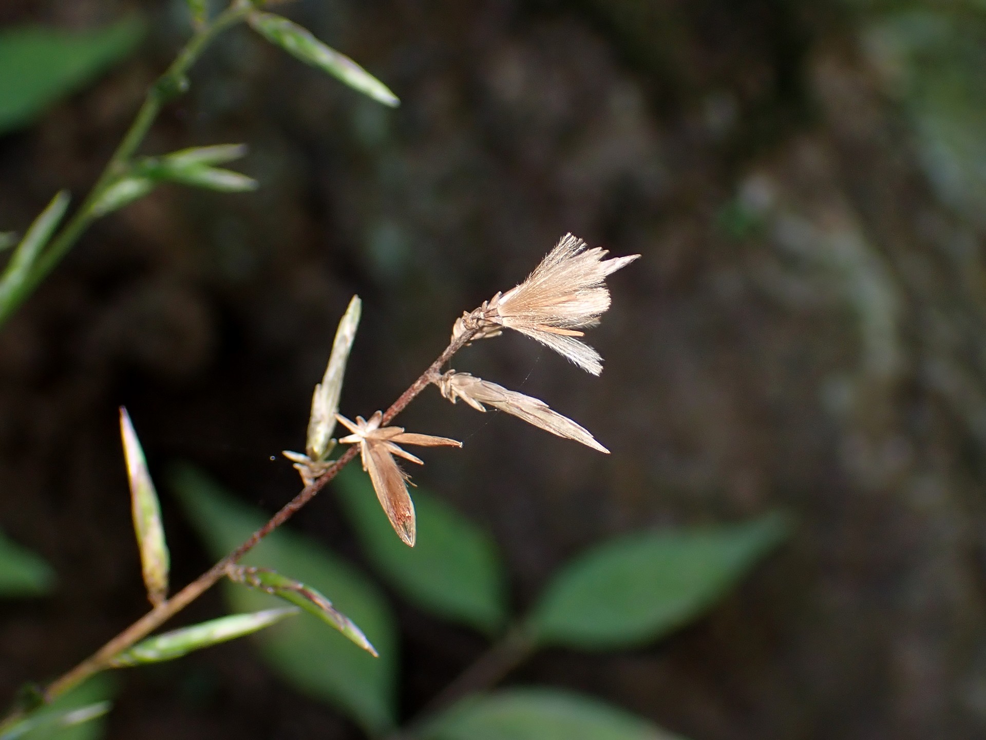 キッコウハグマ の高画質写真です。横浜市で、2024年11月7日に撮影したものです。