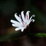 キッコウハグマ の高画質写真です。横浜市で、2024年11月19日に撮影したものです。