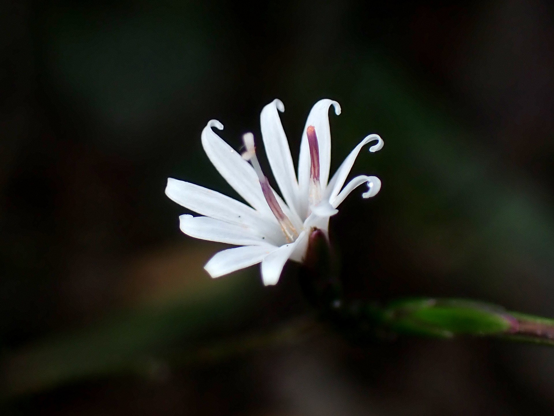 キッコウハグマ の高画質写真です。横浜市で、2024年11月19日に撮影したものです。