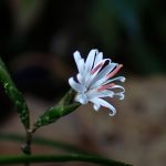 キッコウハグマ の高画質写真です。横浜市で、2024年11月22日に撮影したものです。