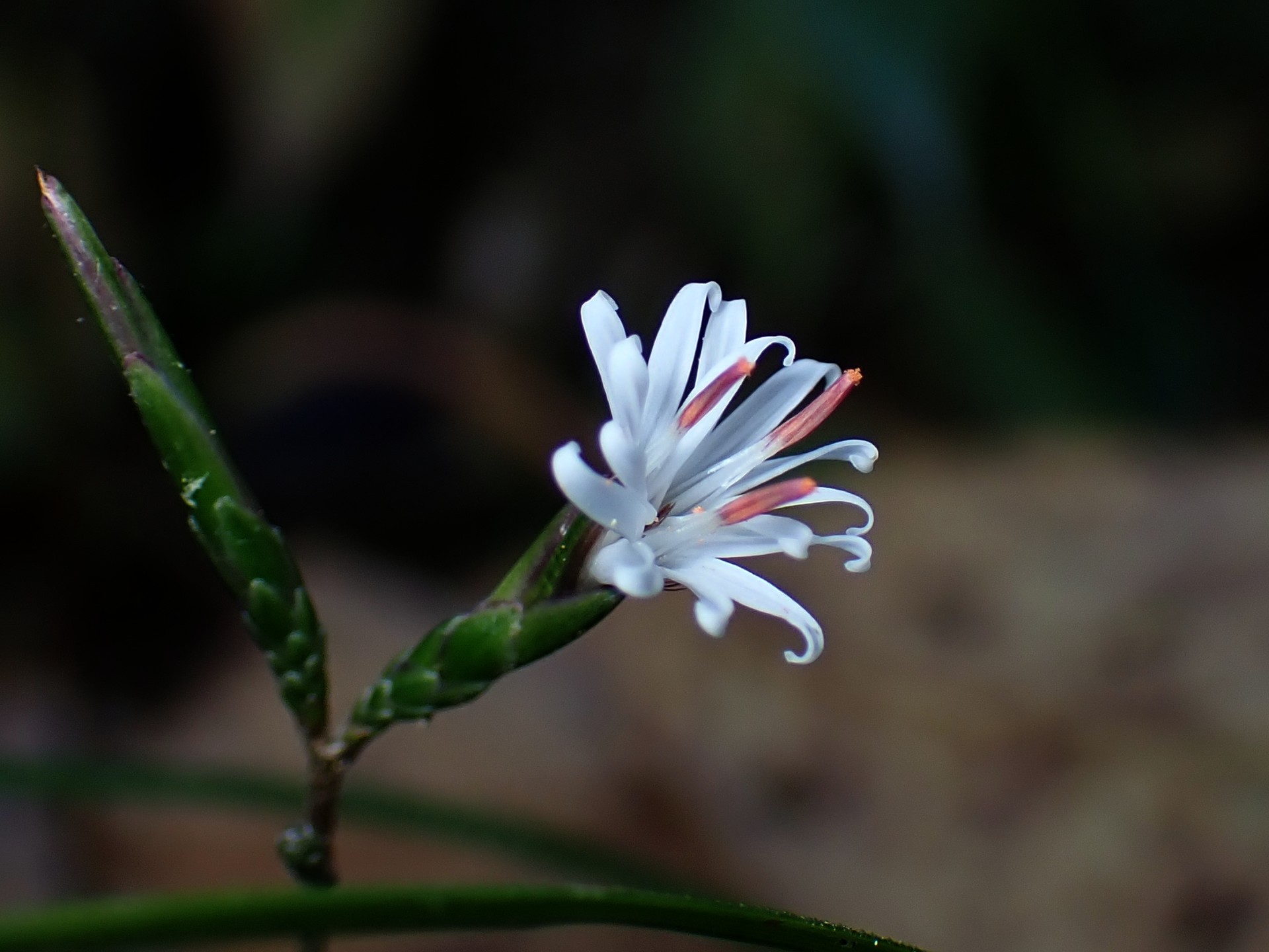 キッコウハグマ の高画質写真です。横浜市で、2024年11月22日に撮影したものです。