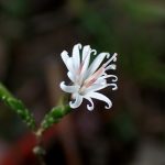 キッコウハグマ の高画質写真です。横浜市で、2024年11月25日に撮影したものです。