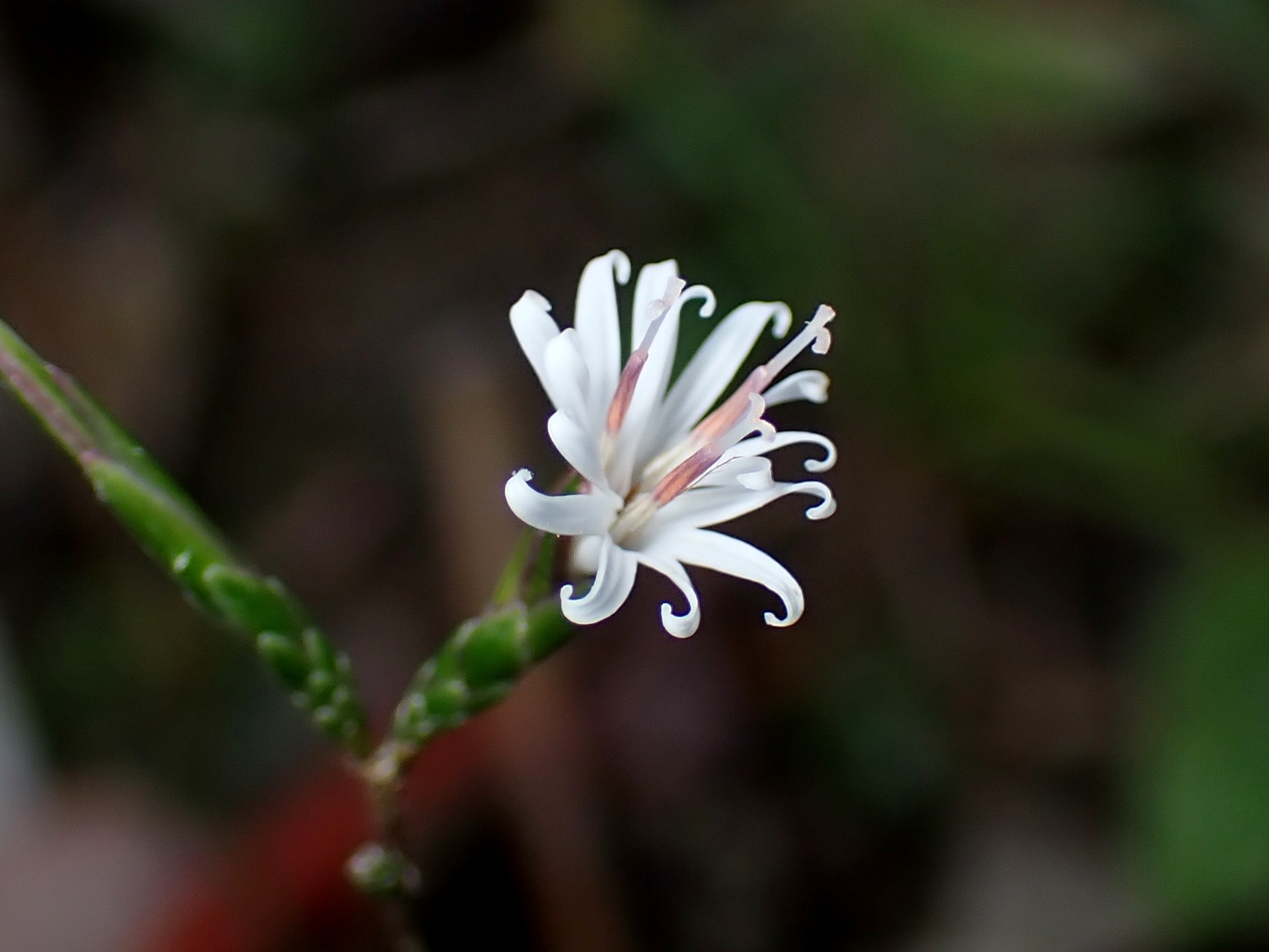 キッコウハグマ の高画質写真です。横浜市で、2024年11月25日に撮影したものです。
