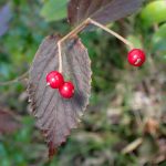 コバノガマズミ の高画質写真です。横浜市で、2024年11月7日に撮影したものです。