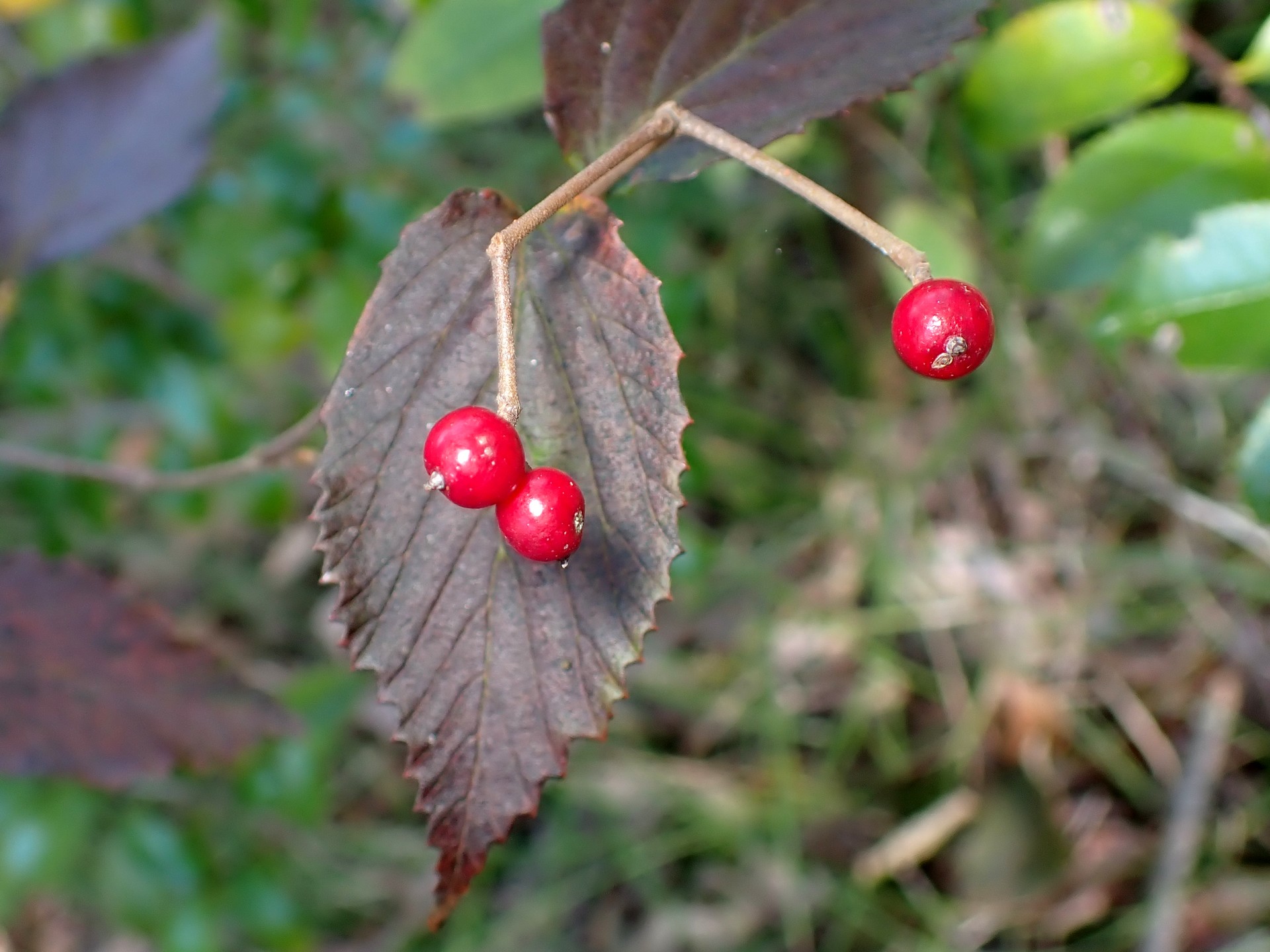 コバノガマズミ の高画質写真です。横浜市で、2024年11月7日に撮影したものです。