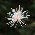 コウヤボウキ の高画質写真です。横浜市で、2024年11月1日に撮影したものです。