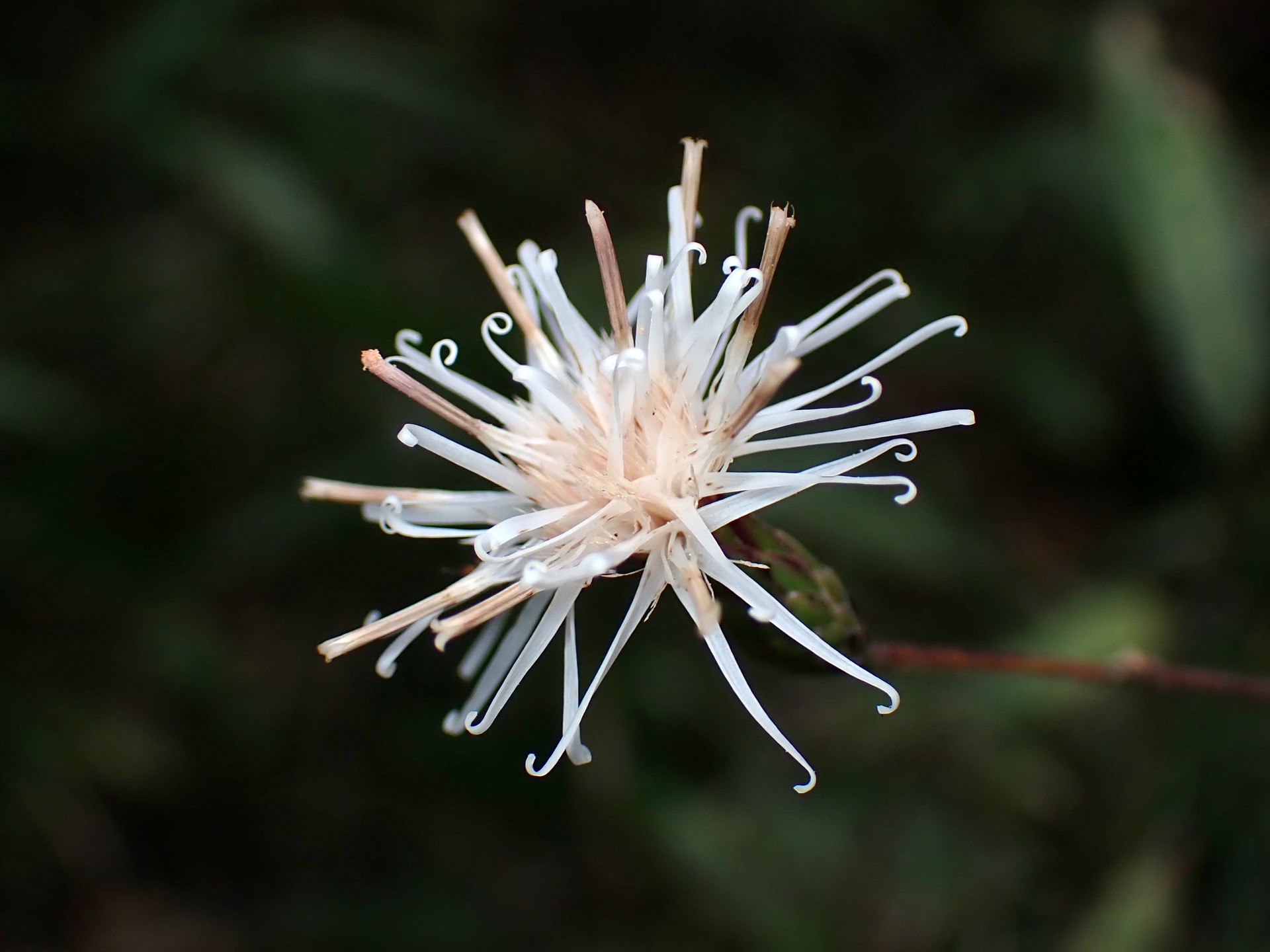 コウヤボウキ の高画質写真です。横浜市で、2024年11月1日に撮影したものです。