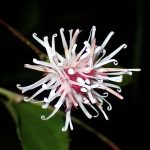 コウヤボウキ の高画質写真です。横浜市で、2024年11月5日に撮影したものです。