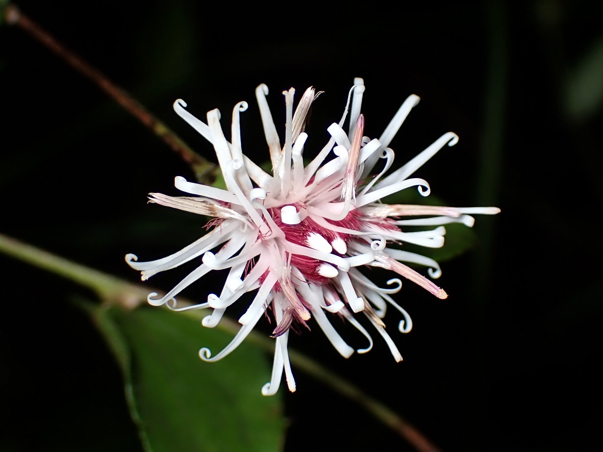 コウヤボウキ の高画質写真です。横浜市で、2024年11月5日に撮影したものです。
