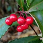 マンリョウ の高画質写真です。横浜市で、2024年11月22日に撮影したものです。