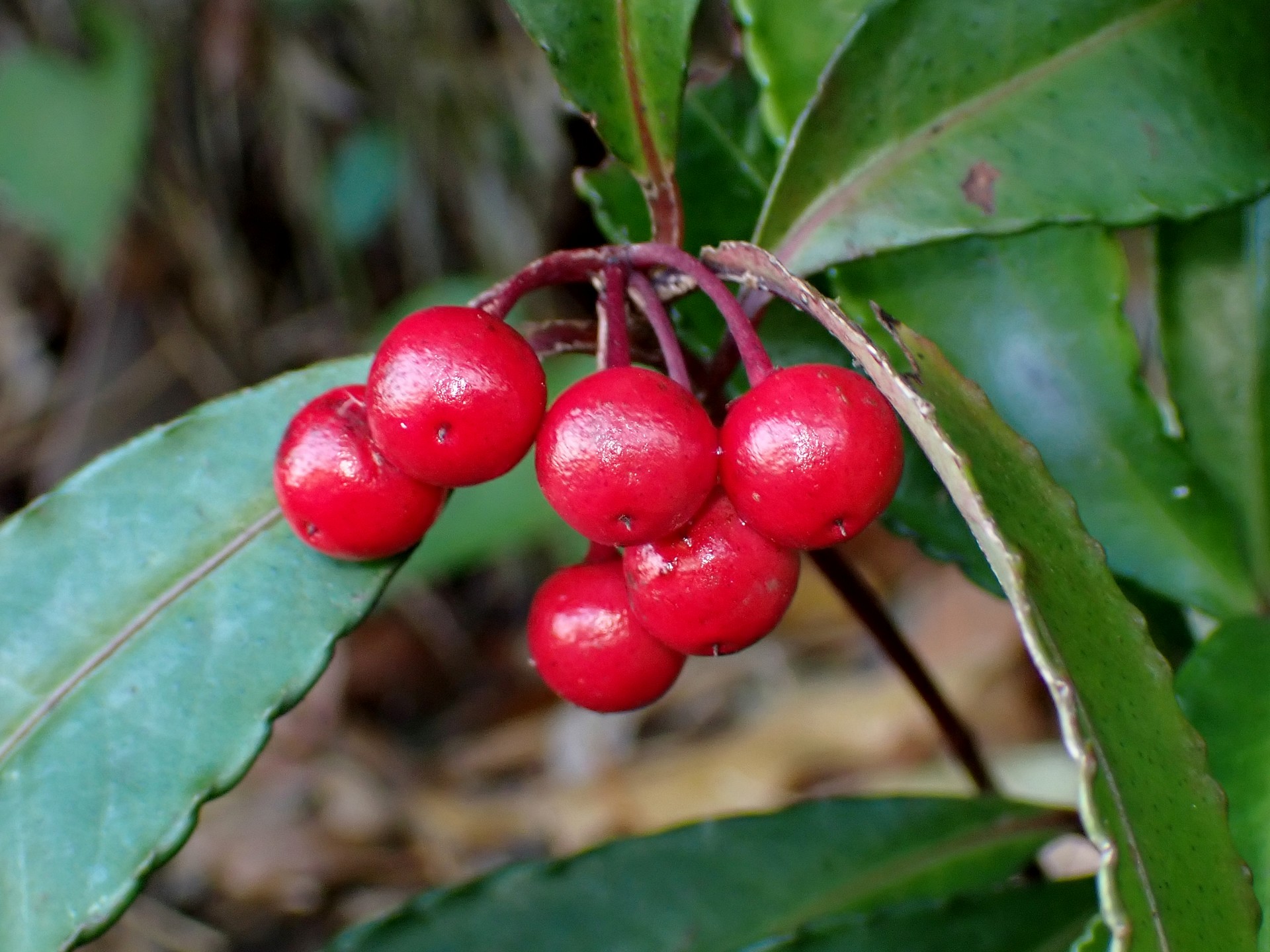 マンリョウ の高画質写真です。横浜市で、2024年11月22日に撮影したものです。