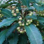 マンリョウ の高画質写真です。横浜市で、2024年11月25日に撮影したものです。