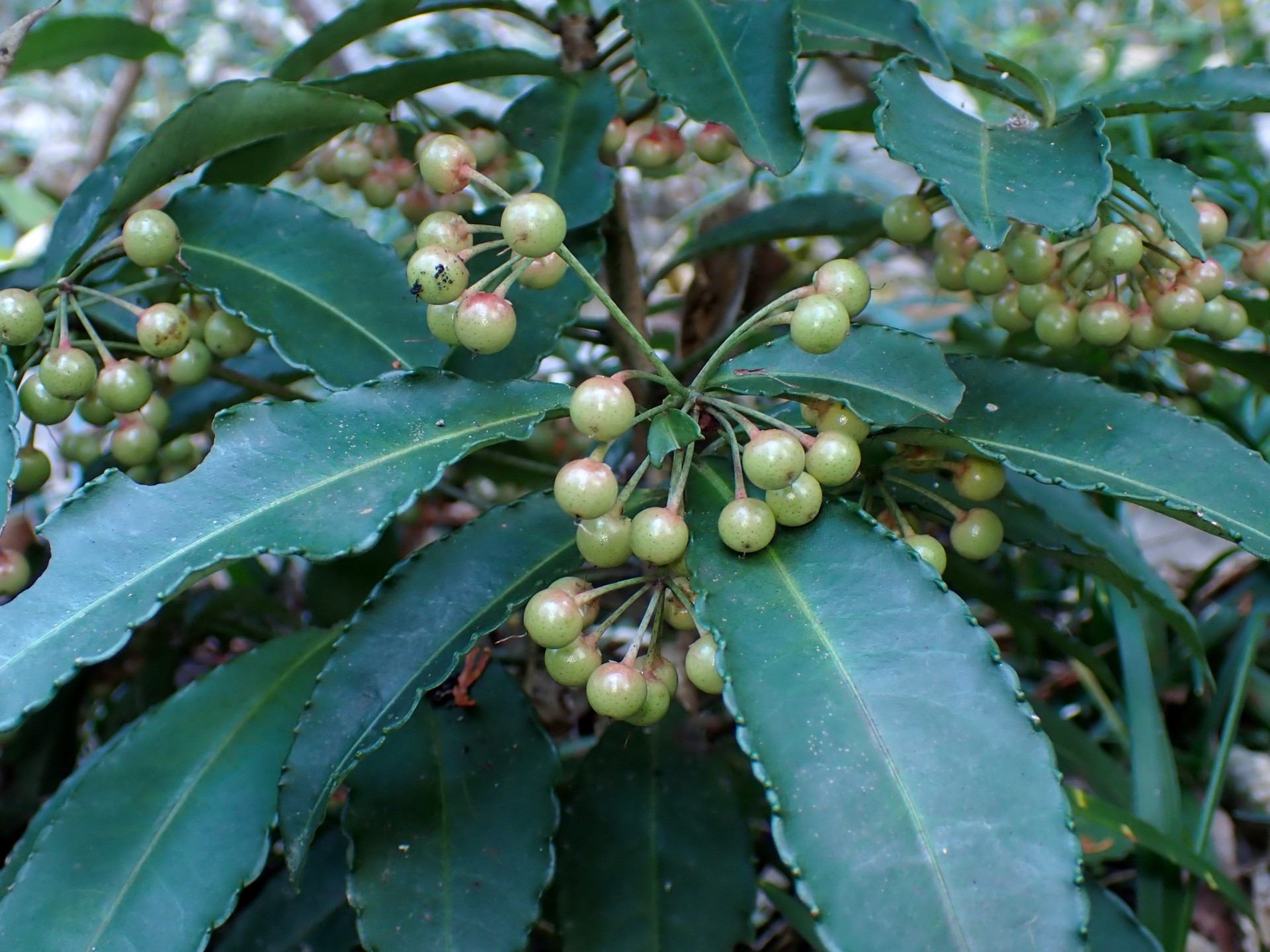 マンリョウ の高画質写真です。横浜市で、2024年11月25日に撮影したものです。