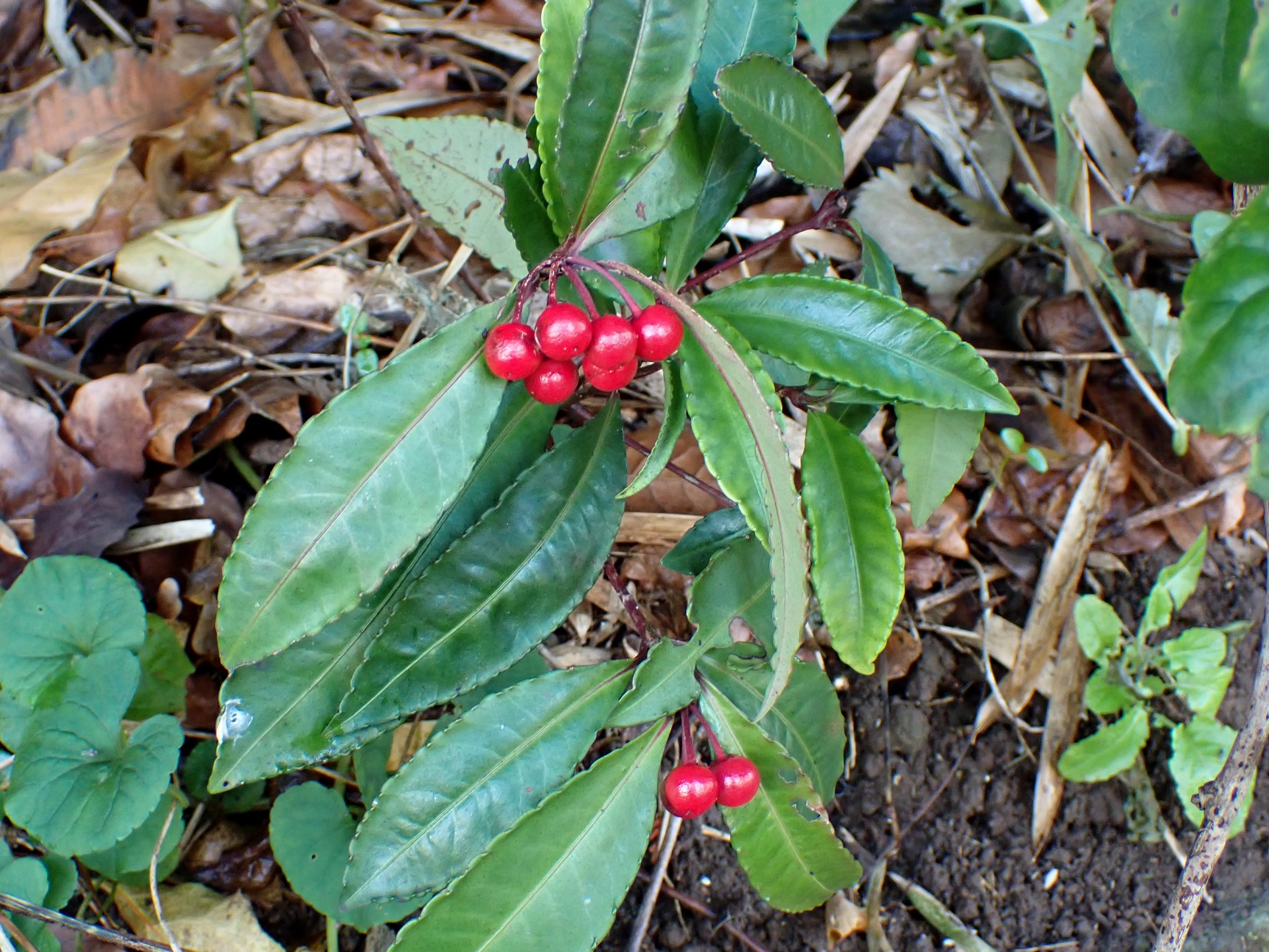 マンリョウ の高画質写真です。横浜市で、2024年11月22日に撮影したものです。