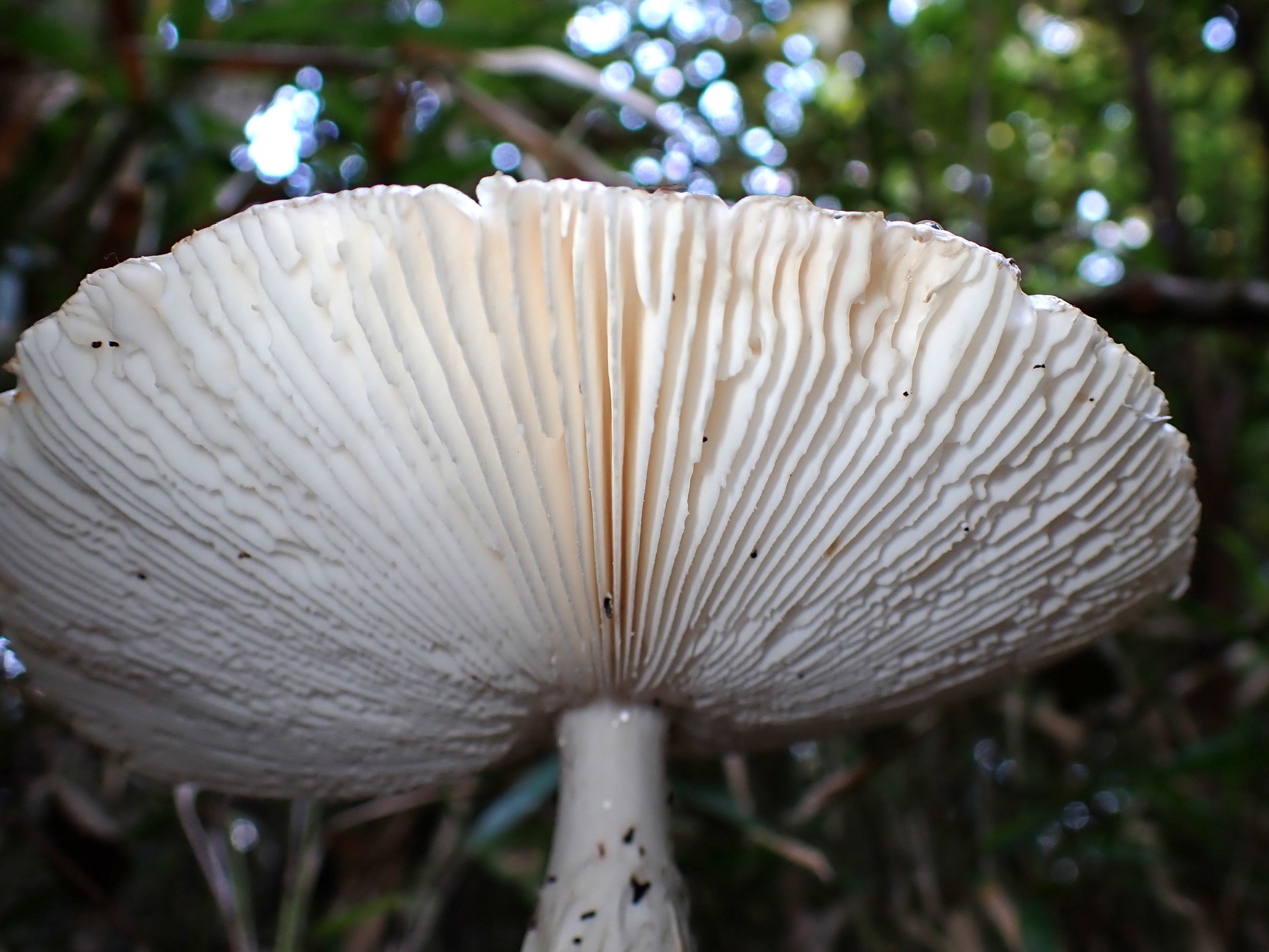 ミヤマタマゴタケ の高画質写真です。横浜市で、2024年11月12日に撮影したものです。