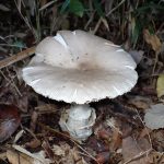 ミヤマタマゴタケ の高画質写真です。横浜市で、2024年11月12日に撮影したものです。