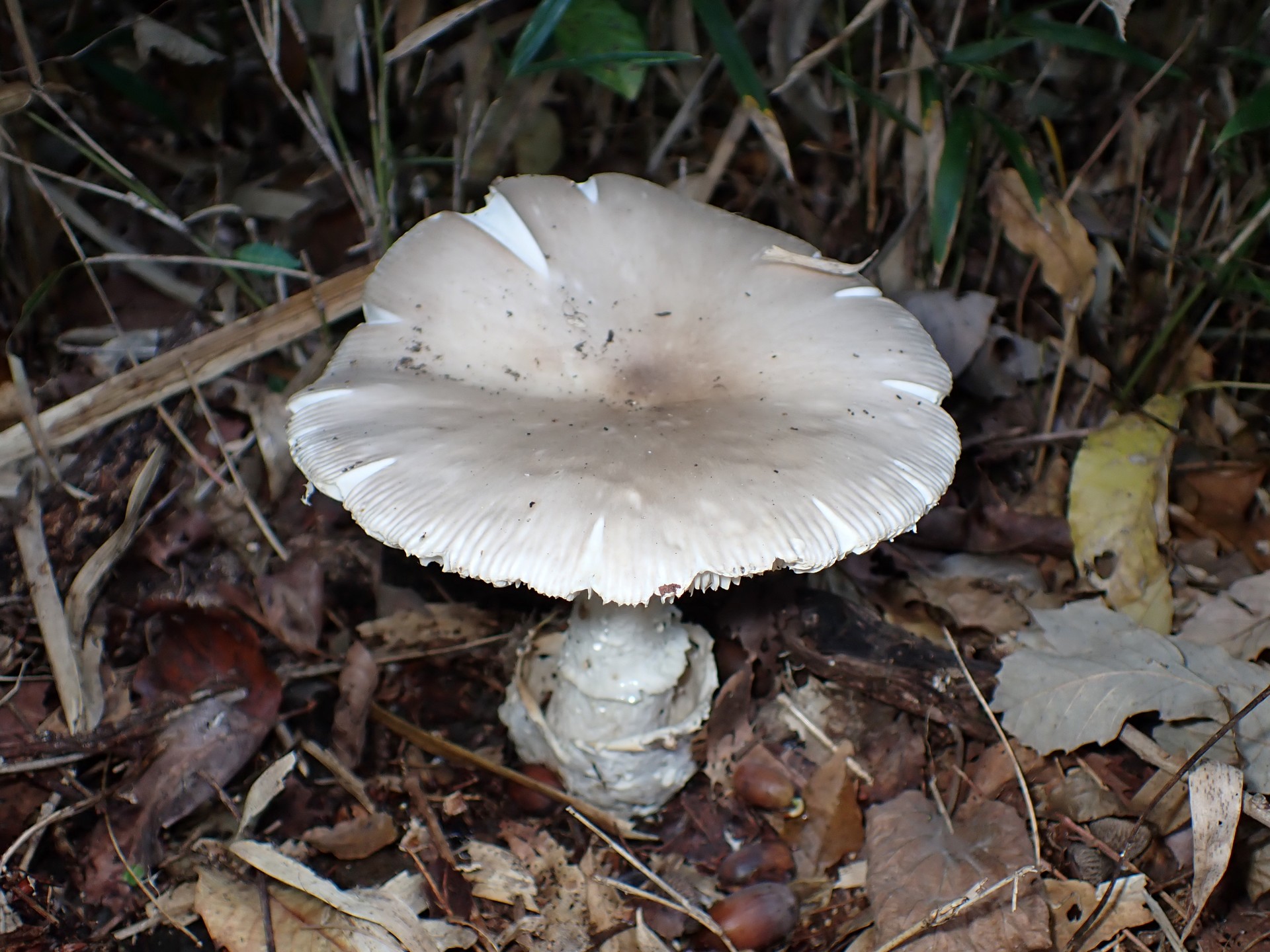 ミヤマタマゴタケ の高画質写真です。横浜市で、2024年11月12日に撮影したものです。