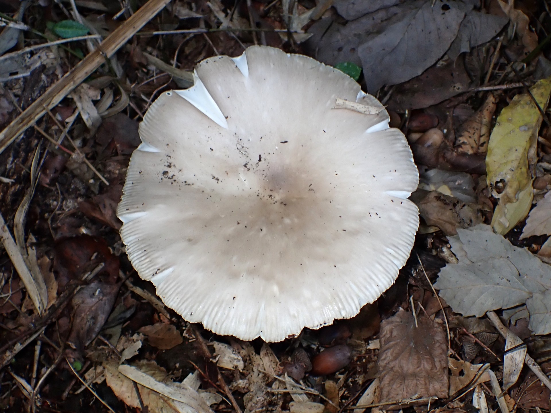 ミヤマタマゴタケ の高画質写真です。横浜市で、2024年11月12日に撮影したものです。