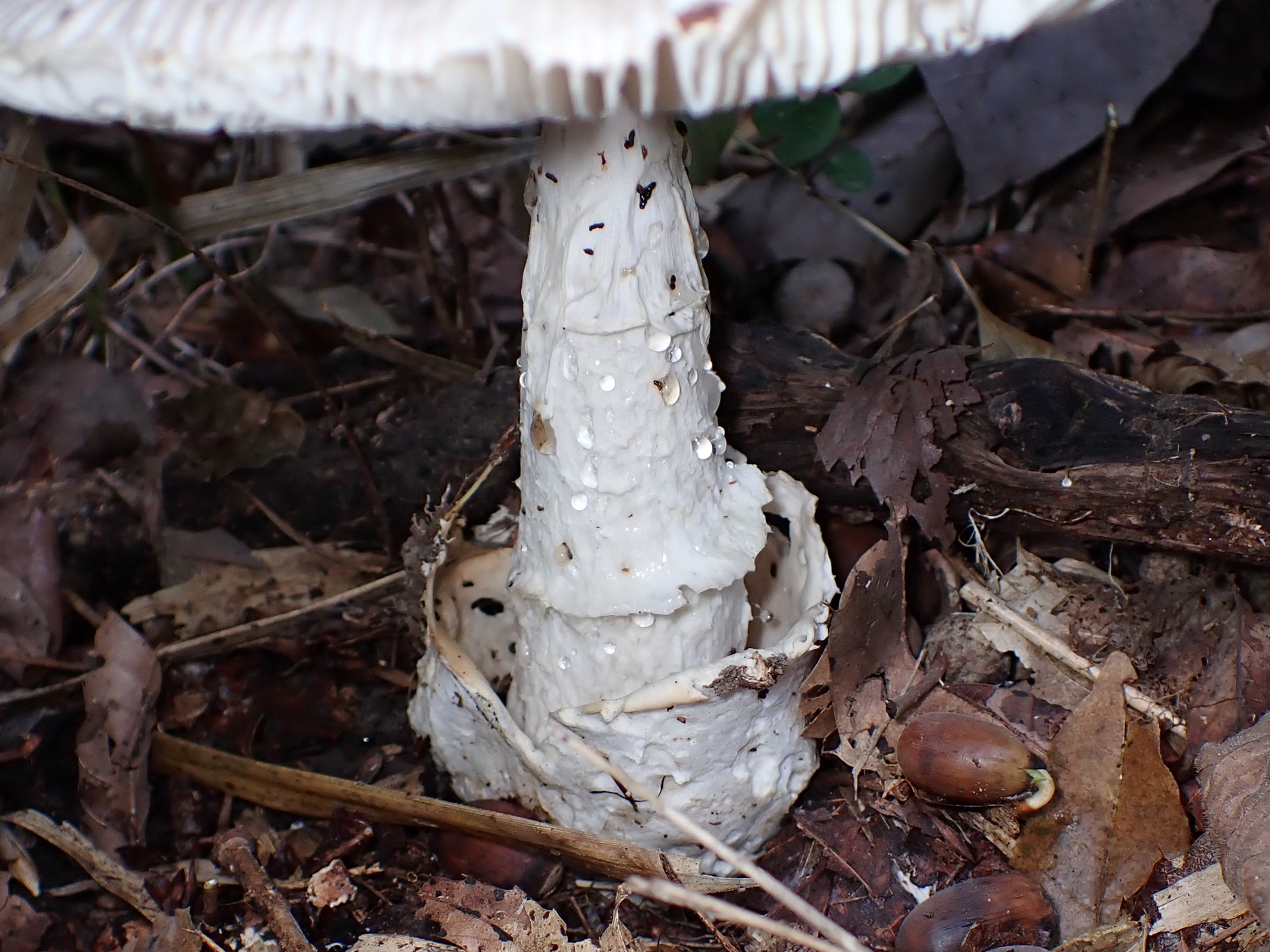 ミヤマタマゴタケ の高画質写真です。横浜市で、2024年11月12日に撮影したものです。