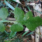 ムラサキニガナ の高画質写真です。横浜市で、2024年11月25日に撮影したものです。