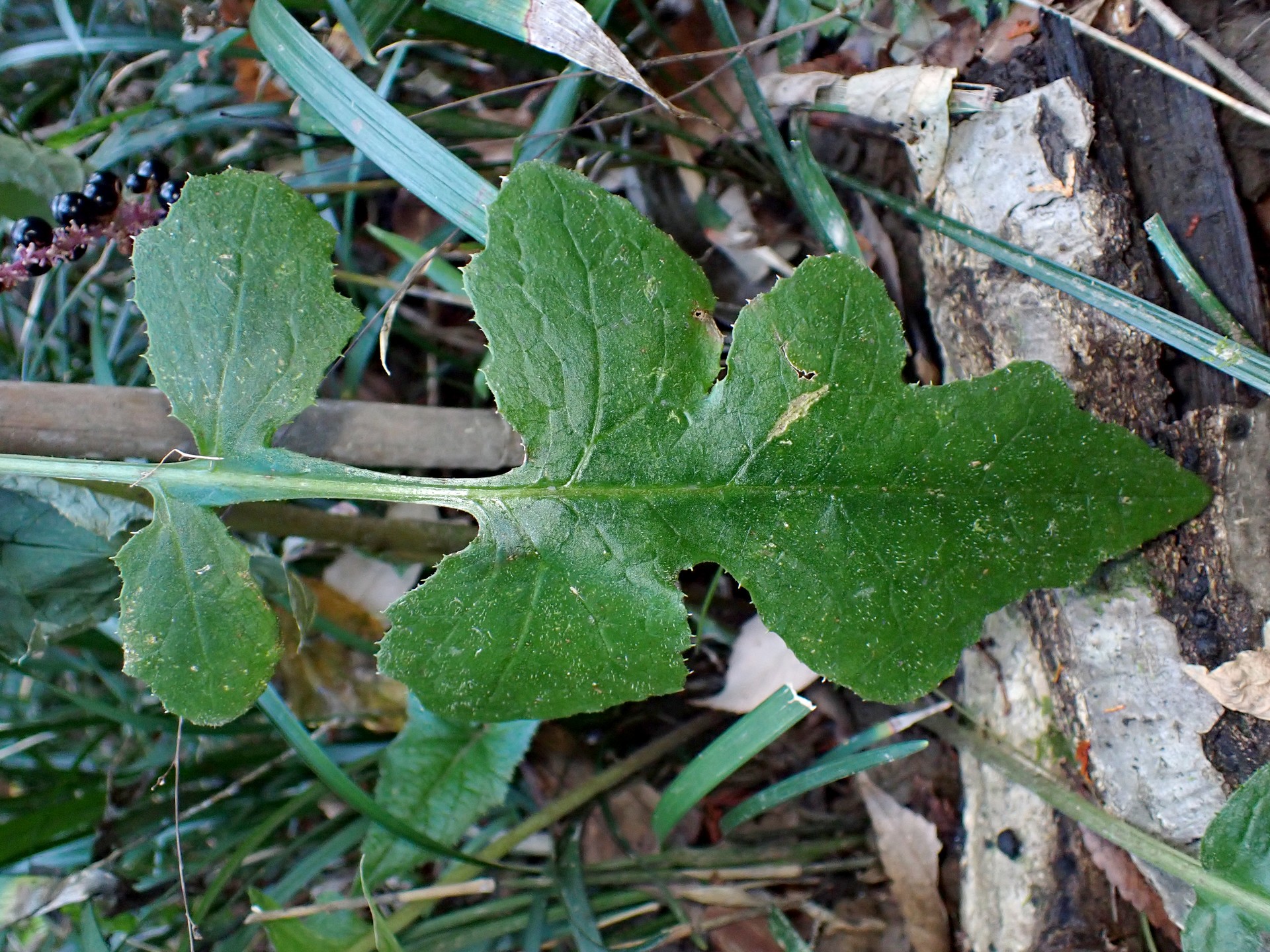ムラサキニガナ の高画質写真です。横浜市で、2024年11月25日に撮影したものです。