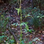 ムラサキニガナ の高画質写真です。横浜市で、2024年11月27日に撮影したものです。