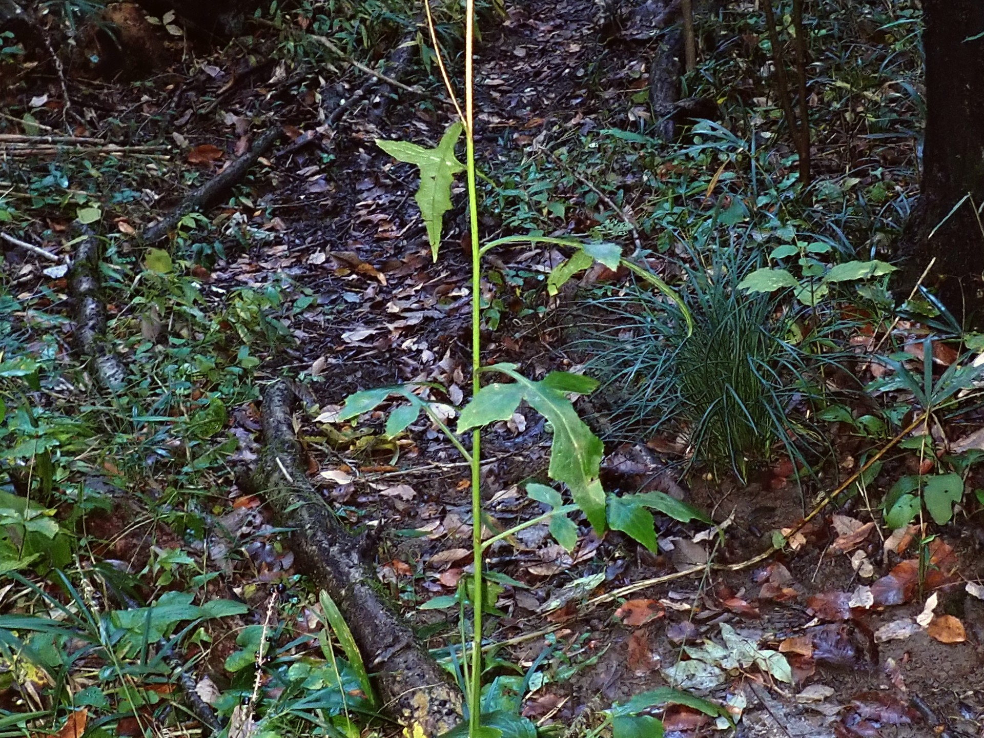 ムラサキニガナ の高画質写真です。横浜市で、2024年11月27日に撮影したものです。