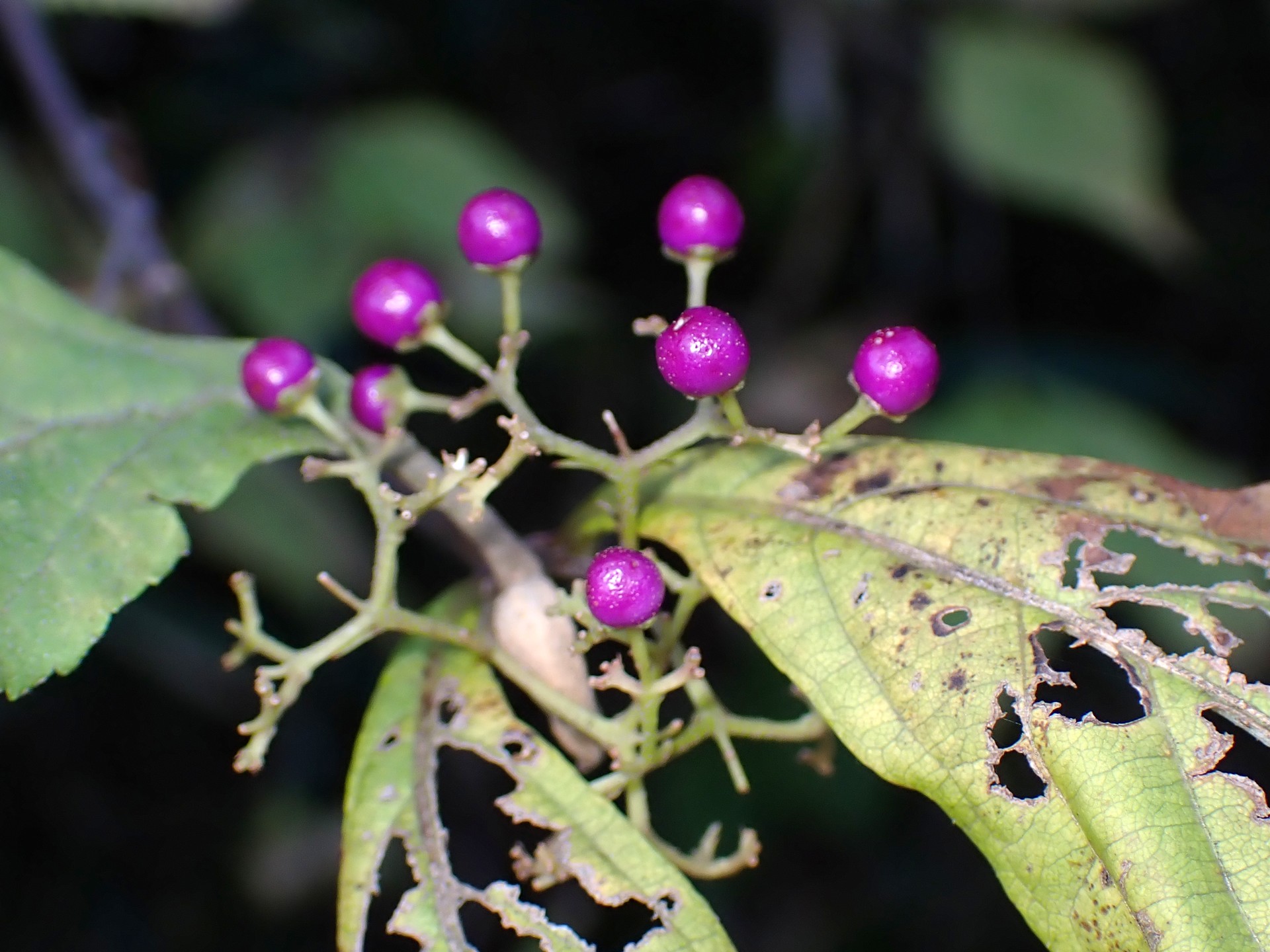 ムラサキシキブ の高画質写真です。横浜市で、2024年11月25日に撮影したものです。