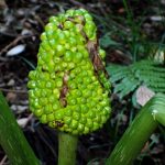 ムサシアブミ の高画質写真です。横浜市で、2024年11月8日に撮影したものです。