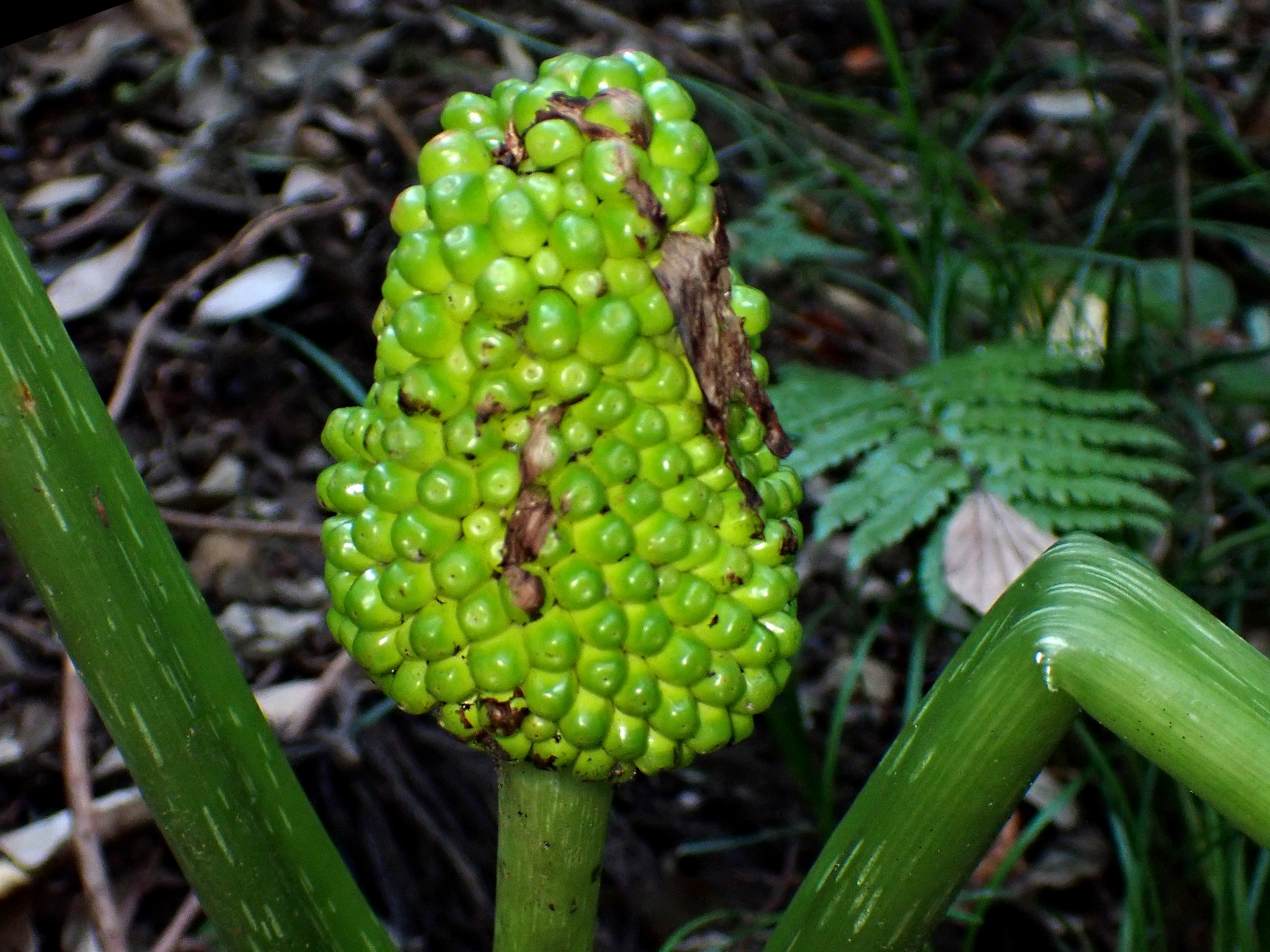 ムサシアブミ の高画質写真です。横浜市で、2024年11月8日に撮影したものです。