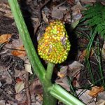 ムサシアブミ の高画質写真です。横浜市で、2024年11月25日に撮影したものです。