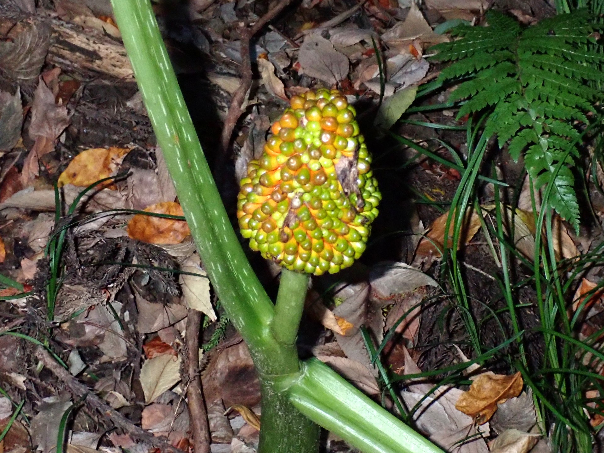 ムサシアブミ の高画質写真です。横浜市で、2024年11月25日に撮影したものです。
