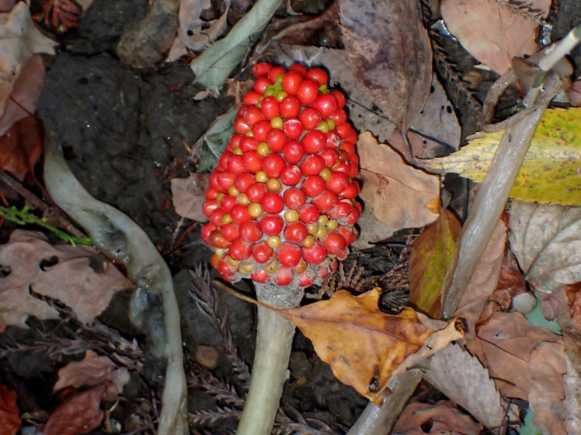 ムサシアブミ の高画質写真です。横浜市で、2024年11月25日に撮影したものです。