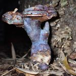 ナナシアオオニタケ(仮仮称) の高画質写真です。横浜市で、2024年11月28日に撮影したものです。