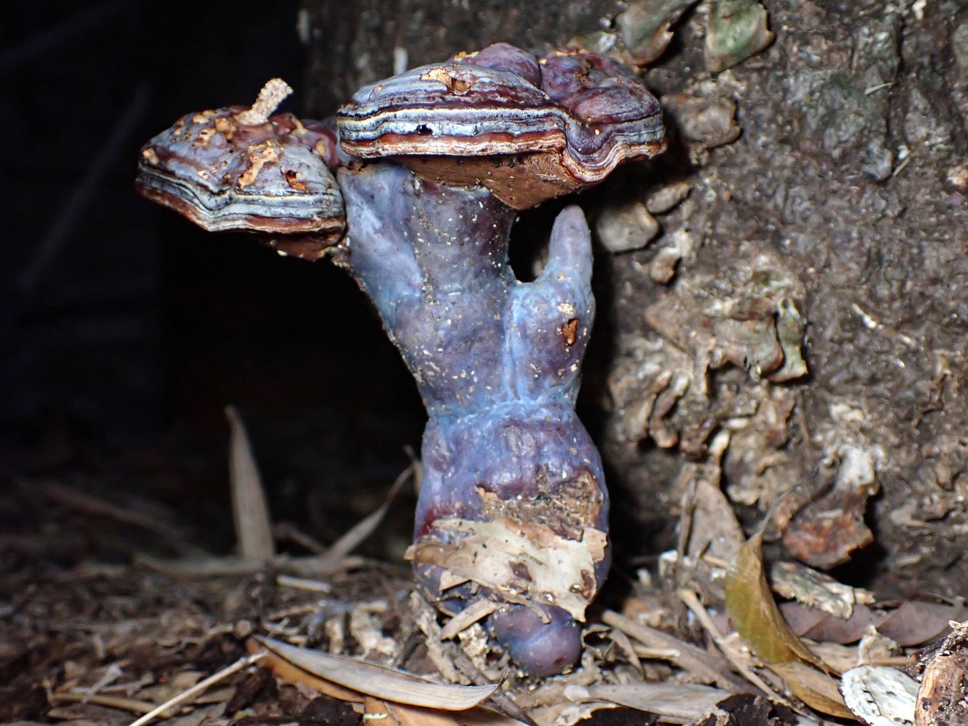 ナナシアオオニタケ(仮仮称) の高画質写真です。横浜市で、2024年11月28日に撮影したものです。