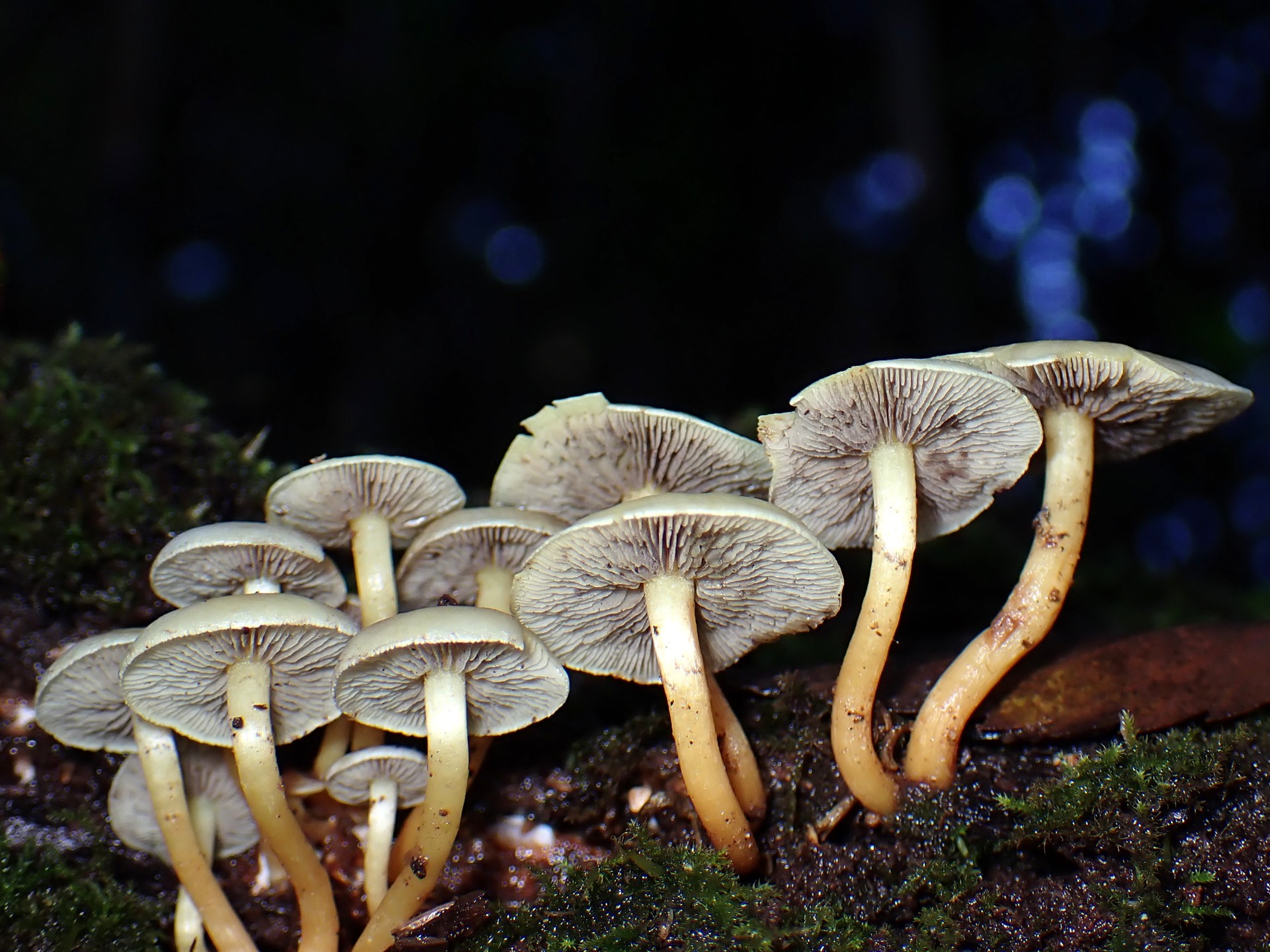 ニガクリタケ の高画質写真です。横浜市で、2024年11月27日に撮影したものです。