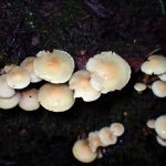 ニガクリタケ の高画質写真です。横浜市で、2024年11月27日に撮影したものです。