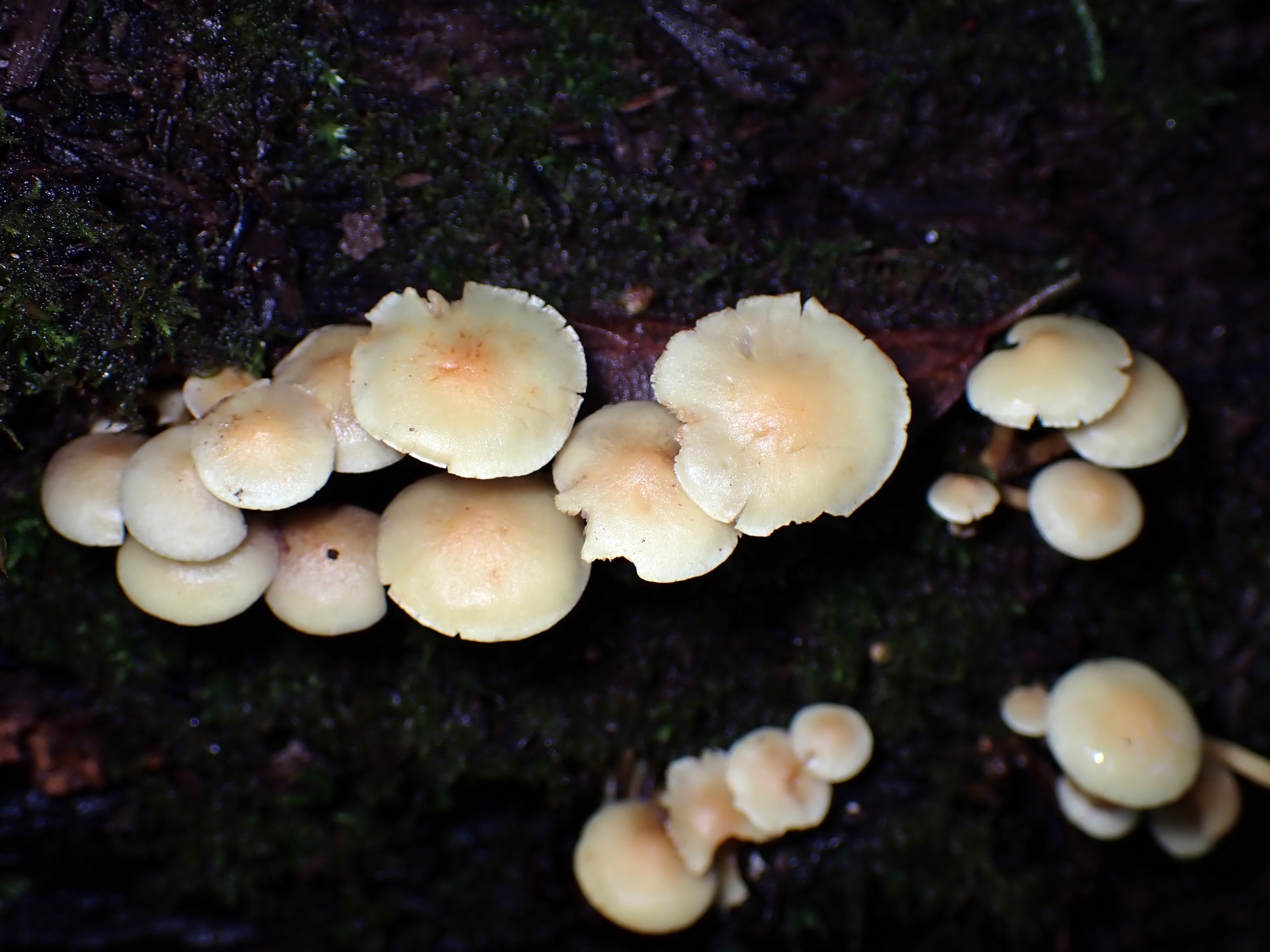 ニガクリタケ の高画質写真です。横浜市で、2024年11月27日に撮影したものです。