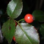 ノイバラ の高画質写真です。横浜市で、2024年11月13日に撮影したものです。