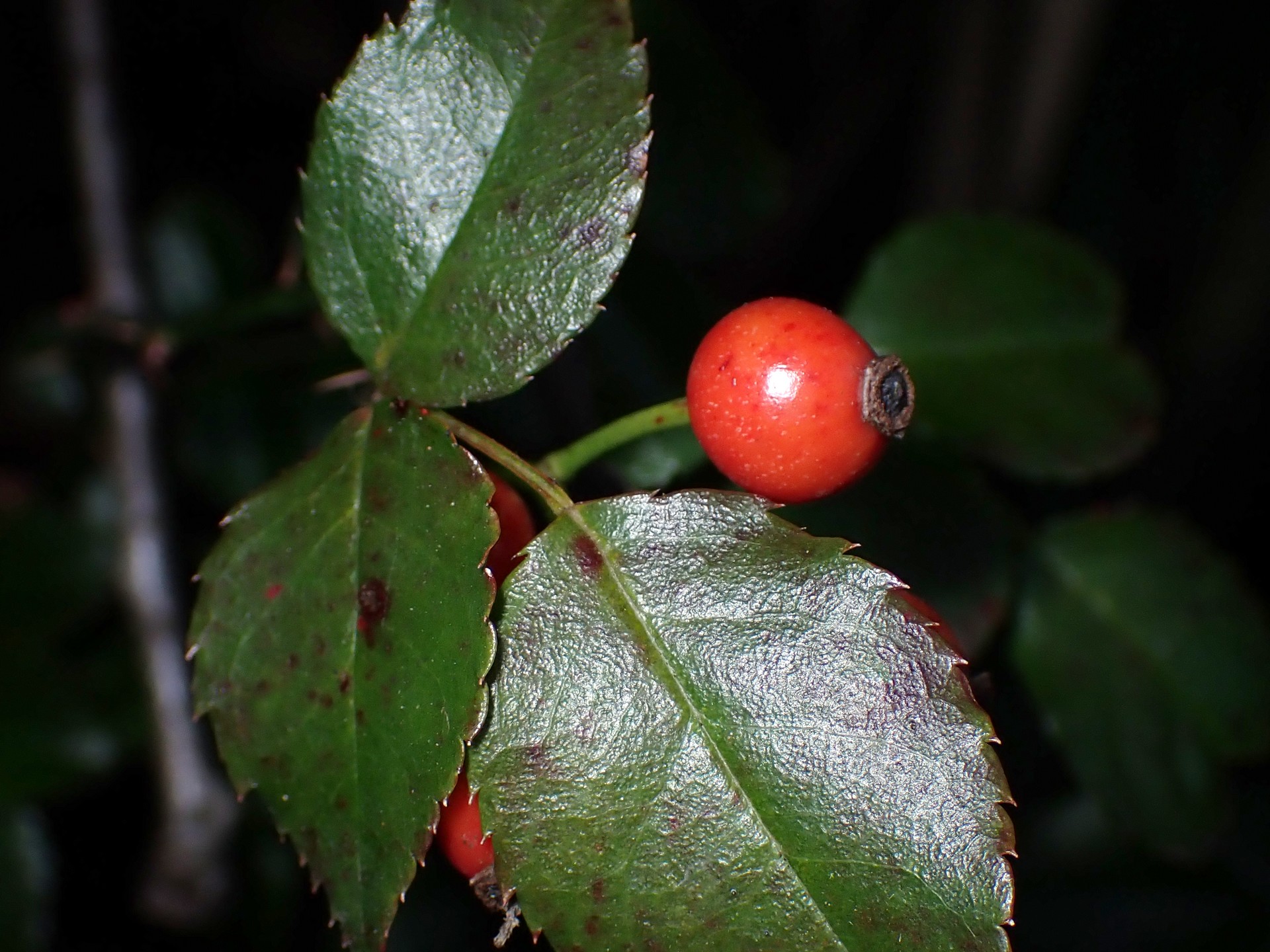 ノイバラ の高画質写真です。横浜市で、2024年11月13日に撮影したものです。