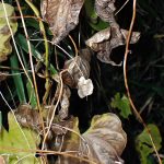 オニドコロ の高画質写真です。横浜市で、2024年11月14日に撮影したものです。