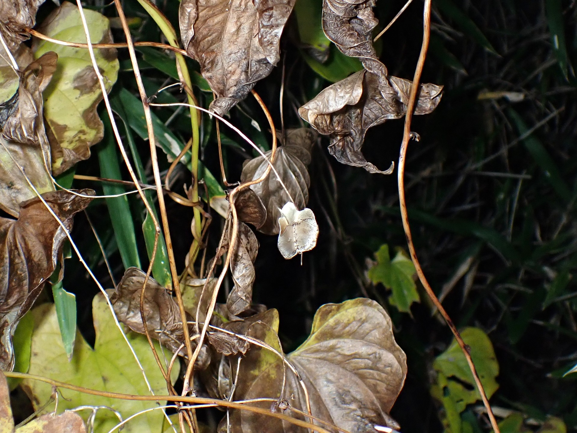 オニドコロ の高画質写真です。横浜市で、2024年11月14日に撮影したものです。
