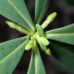 オニシバリ の高画質写真です。横浜市で、2024年11月19日に撮影したものです。