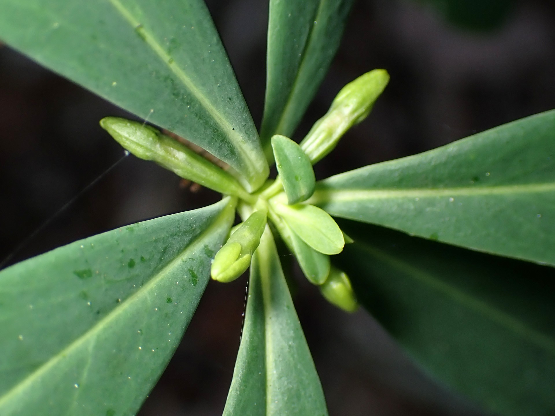 オニシバリ の高画質写真です。横浜市で、2024年11月19日に撮影したものです。